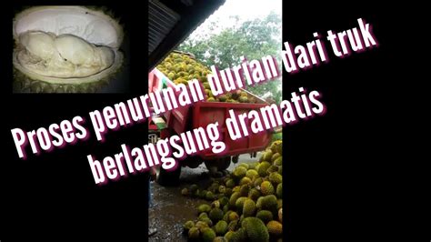 Proses Penurunan Durian Dari Truk Berlangsung Dramatis Youtube