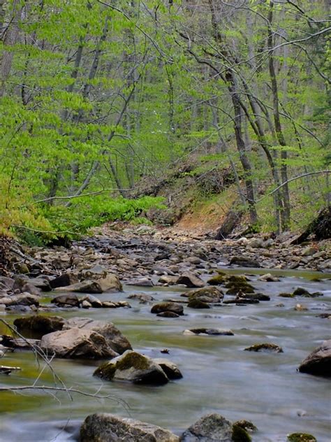 Image libre forêt eau chute deau rivière ruisseau bois nature