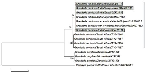 Maximum Likelihood Phylogenetic Tree Of Rbcl Rbcs Spacer Sequence Data