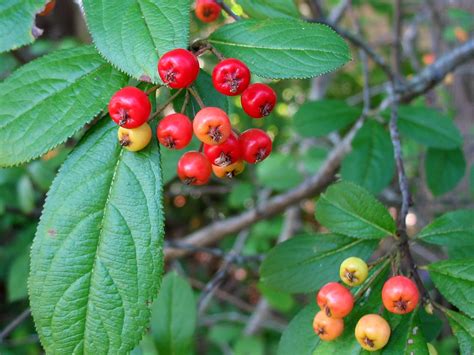 Using Georgia Native Plants Fall Fruit