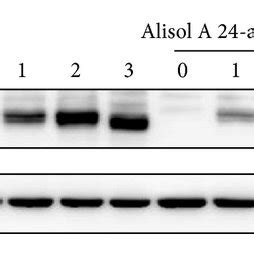 Alisol A Acetate Decreased Nfatc Transcriptional Expression By