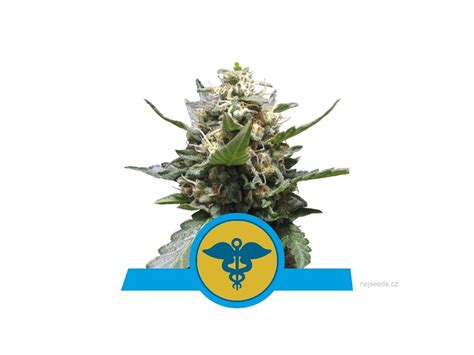 Royal Queen Seeds Royal Medic Cbd Nejseeds Cz