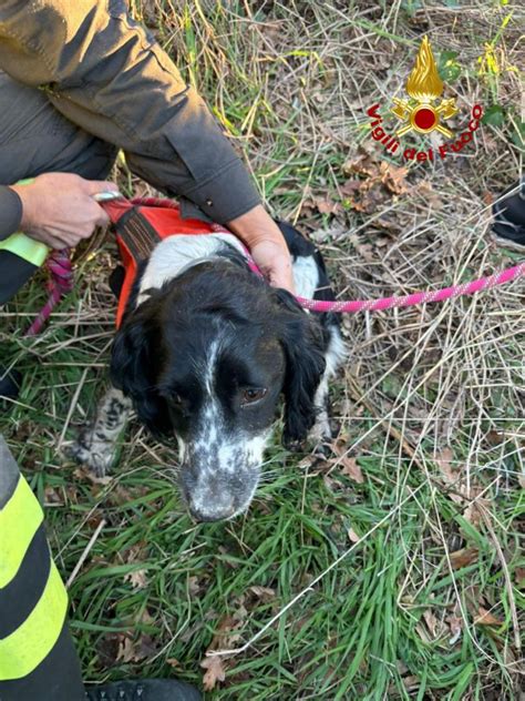 Cane Cade In Un Pozzo Artesiano Messo In Salvo Dai Vigili Del Fuoco