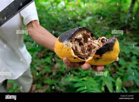Ilheus Bahia Brazil May 23 2022 Cocoa Fruit Contaminated With