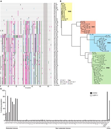 | Analysis of antibody sequences obtained by inverse PCR. (a) The... | Download Scientific Diagram