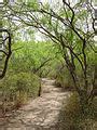 Category:Laguna Atascosa National Wildlife Refuge - Wikimedia Commons