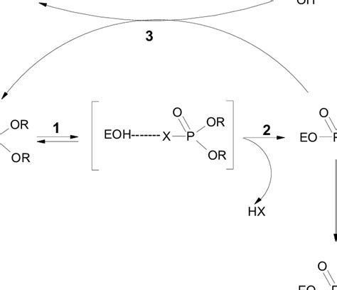 Schematic Representation Of The Interaction And Enzymatic Steps In The