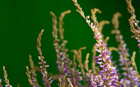 Download Wallpaper 3840x2400 Heather Flowers Plant Macro Purple 4k Ultra Hd 16 10 Hd Background