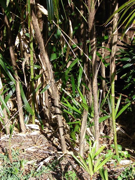 7 Plants That Look Like Bamboo ProGardenTips