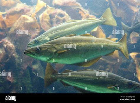 Atlantic Pollock Pollachius Pollachius Is A Marine Fish Native To