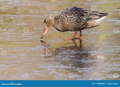 A Female Shoveler Duck Walking on the Ice on the Cemetery Lake Southampton Common Stock Photo ...