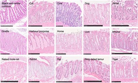 Histology Images Of Intestinal Crypts Across Species Histological