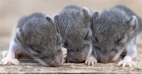 Are Rodents Mammals A Deep Dive Into Rodentia And Mammalia A Z Animals