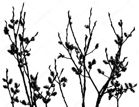 Pussy Willow Silhouette Stock Photo Okeen