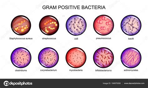 Ejemplos De Bacterias Gram Positivas Y Gram Negativas Nuevo Ejemplo