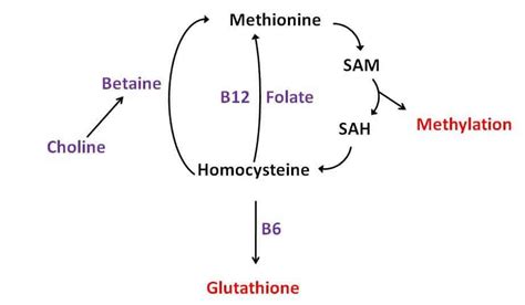 B Vitamins for Brain Health - Nutrition In Focus