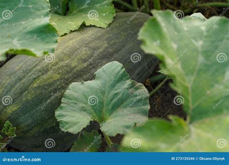 Mature Dark Green Zucchini In The Garden A Huge Green Striped Zucchini On The Ground Close Up