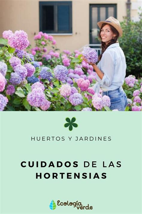 Cuidados De Las Hortensias Gu A Pr Ctica Con V Deo Hortensias