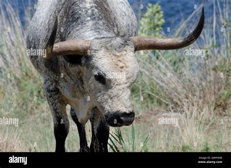 Texas Longhorn, Bos taurus taurus, bull Stock Photo - Alamy