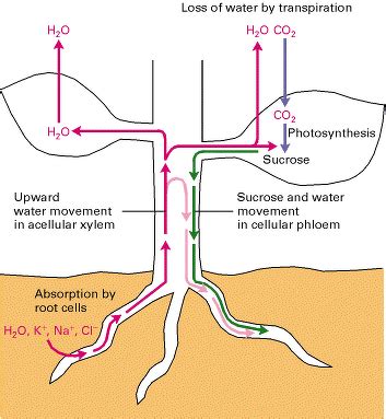 Explain the translocation in plants with the help of a diagram - Biology - Transport in Plants ...