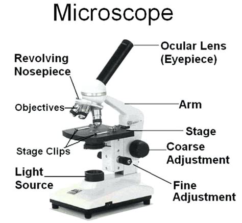 Microscope Parts Sketch At Paintingvalley Explore — db-excel.com