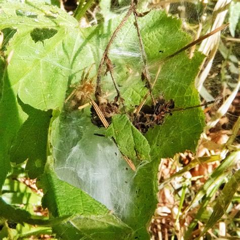 Agelenopsis oregonensis – 10,000 Things of the Pacific Northwest