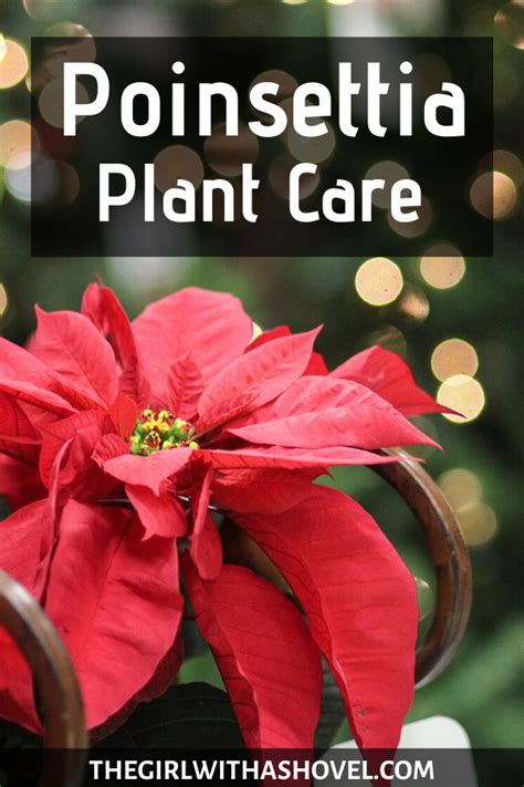 How To Keep Your Poinsettia Alive Indoor Plant Care Indoor Plant Care Guide Plant Decor Indoor