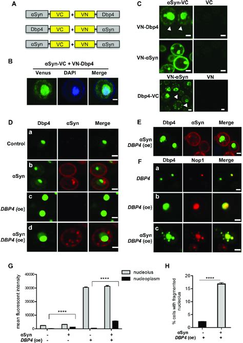 Dbp4 Physically Interacts With αsyn A Schematic Representation Of Download Scientific