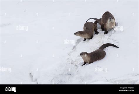 River otter family Stock Photo - Alamy