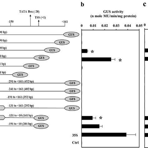 A A Schematic Representation Of Hsgt Promoter Leader Deletion Download Scientific Diagram