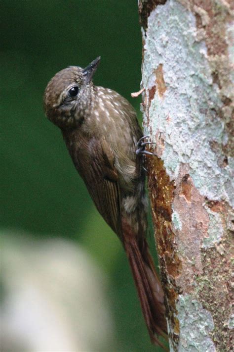 Pin On Birds