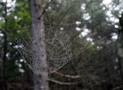 Premium Photo Spider Web With Dew