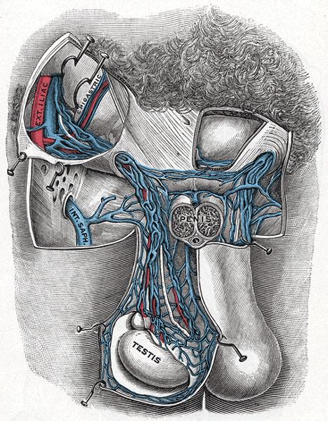 Fuckyeahmedicaldiagrams Anatomy Human Body Anatomy Plexus Products