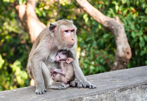 Mother Monkey Feeding Her Baby, Stock Image - Image: 32631721