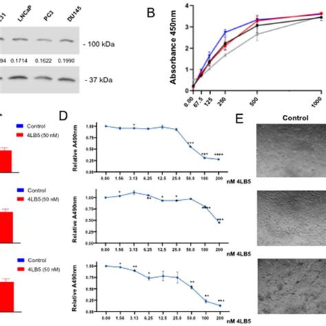 4lb5 Binds To Pca Cells And Inhibits Cell Proliferation A Basal Download Scientific Diagram