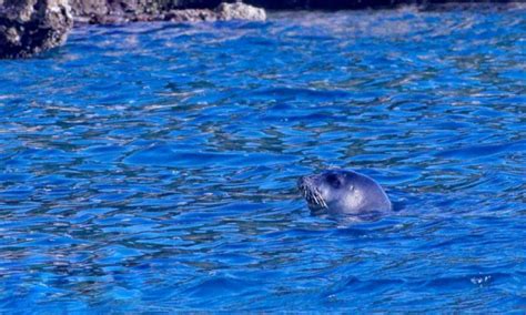 Mediterranean Monk Seal Spotted Near Mljet First Sighting In