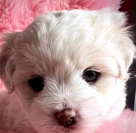 Kc Reg Rodi E Coton De Tulear Zdrav Dna Testov No Bazar