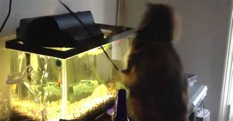 G1 Vídeo Mostra Peixe De Aquário Atacando Gato Notícias Em Planeta Bizarro