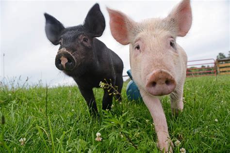 Pigs | Farm Animals - Farm Sanctuary