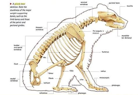 Bear Anatomy Skeleton Anatomy Bear Animal Skeletons