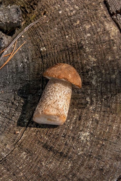 Single Brown Cap Boletus Mushroom Boletus Badius On Natural Wo Stock