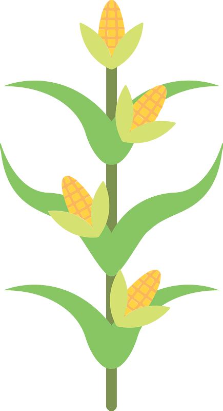 Corn Stalk Free Vector Clipart Images On