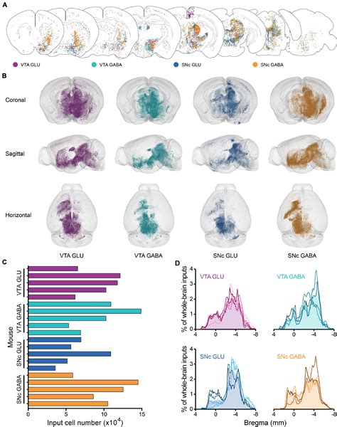 Frontiers A Whole Brain Connectivity Map Of Vta And Snc Glutamatergic And Gabaergic Neurons In