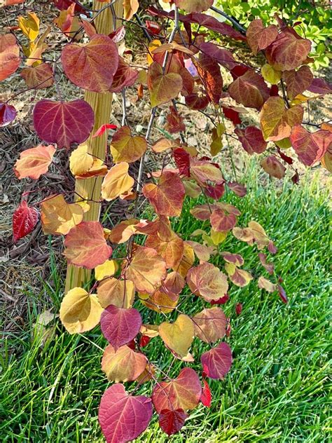 Plantfiles Pictures Cercis Redbud Flame Thrower Cercis Canadensis