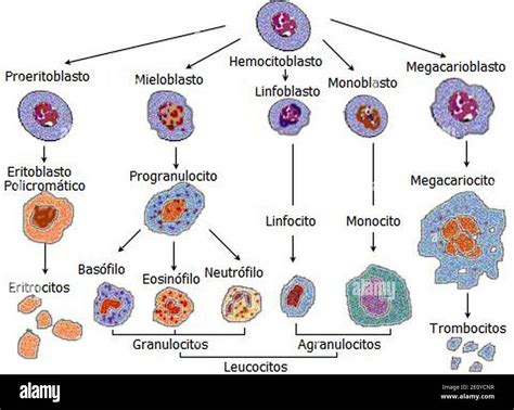 Sistema Inmunol Gico Mind Map