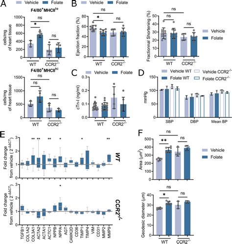 Ccr Mice Do Not Show Increased Numbers Of Cardiac Macrophages And