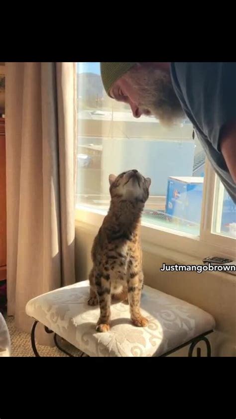 Bengal Cat Adorably Sings Along With Owner