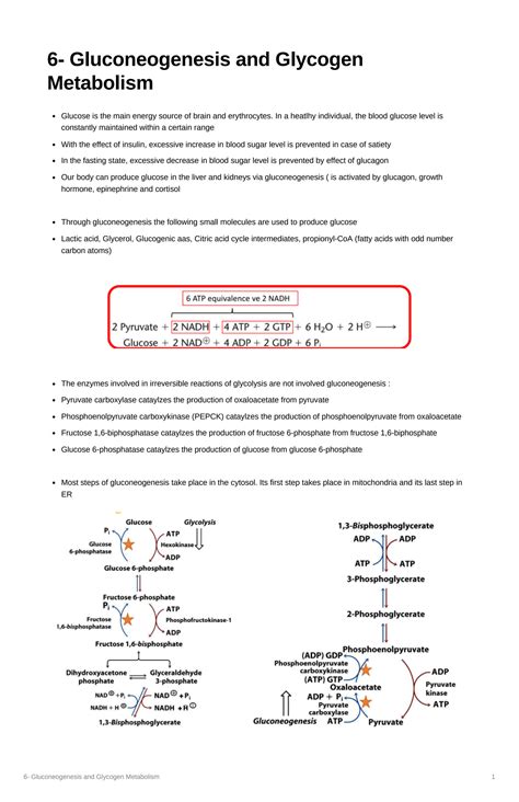 Solution Gluconeogenesis And Glycogen Metabolism Studypool