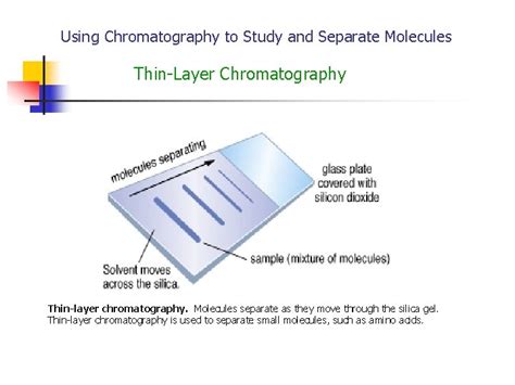 Using Ion Exchange Chromatography To Separate Proteins Biotechnology