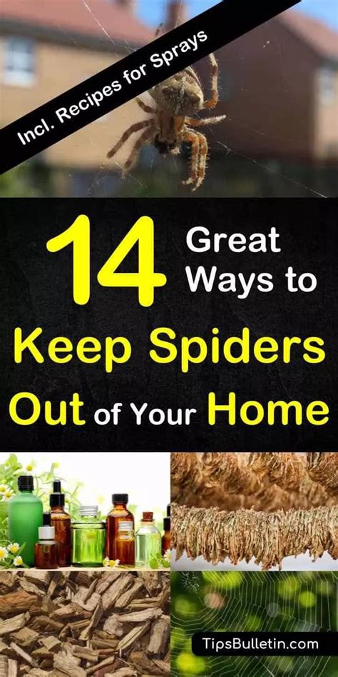 Great Ways To Keep Spiders Out Of Your Home Naturally Repellent